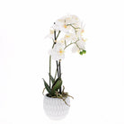 Faux Orchid in Pot, Medium