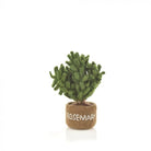 Felt Herb Decorations, Assorted Basil,Chives,Rosemary,Mint