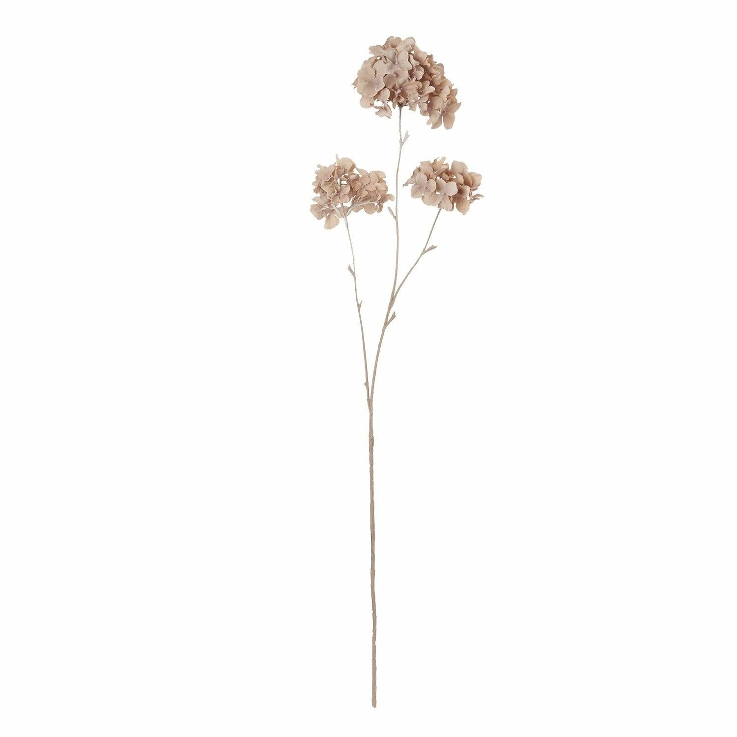 Hydrangea Paniculata
