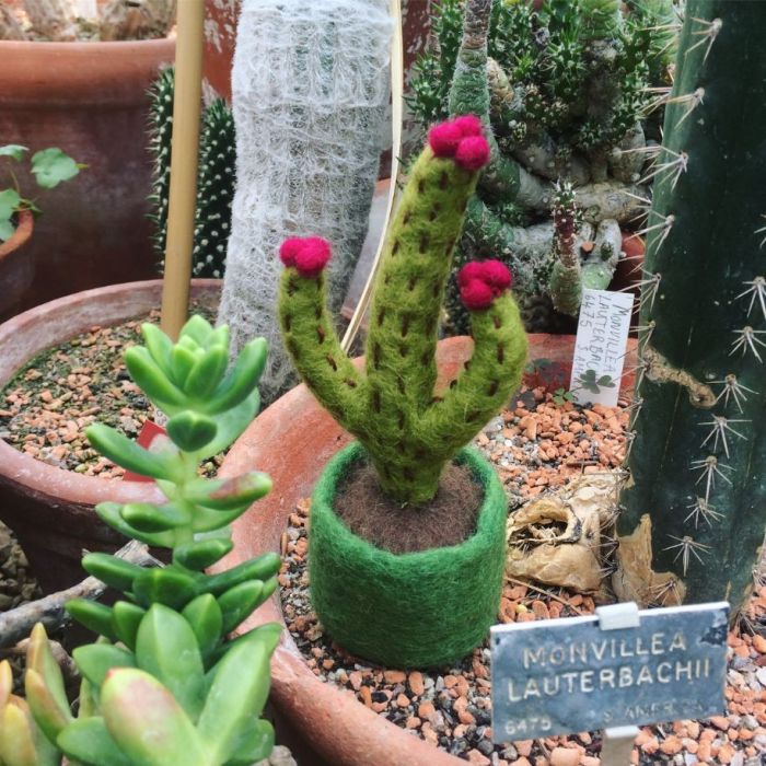 Mini Cactus Decorations, Assorted