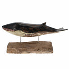 Minke Whale, Large