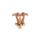 Parasite Wood with Three Flat Top Mushrooms