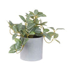 Potted House Plants