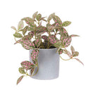 Potted House Plants