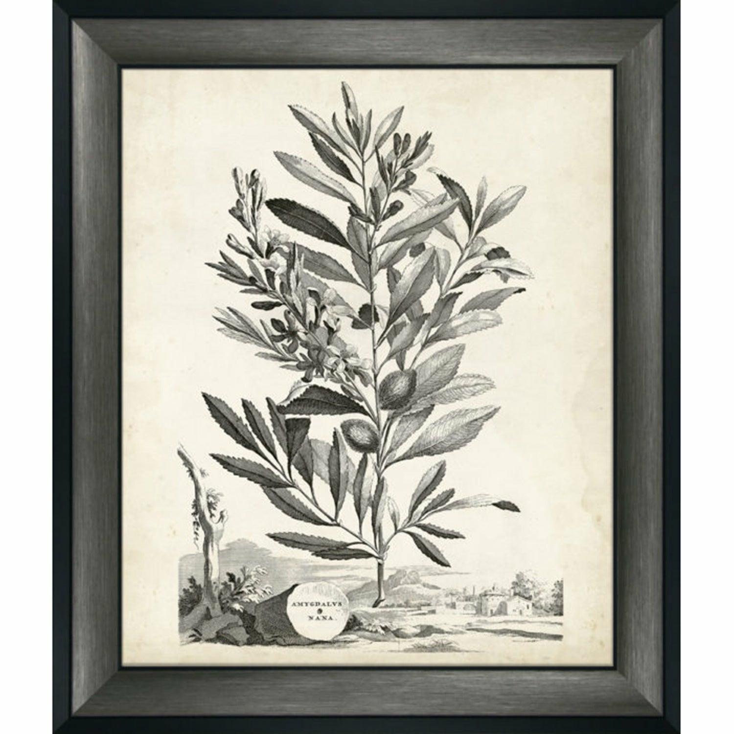 Scenic Botanical II