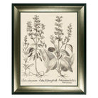 Sepia Botanial Salvia