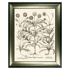 Sepia Botanial Scabiosa