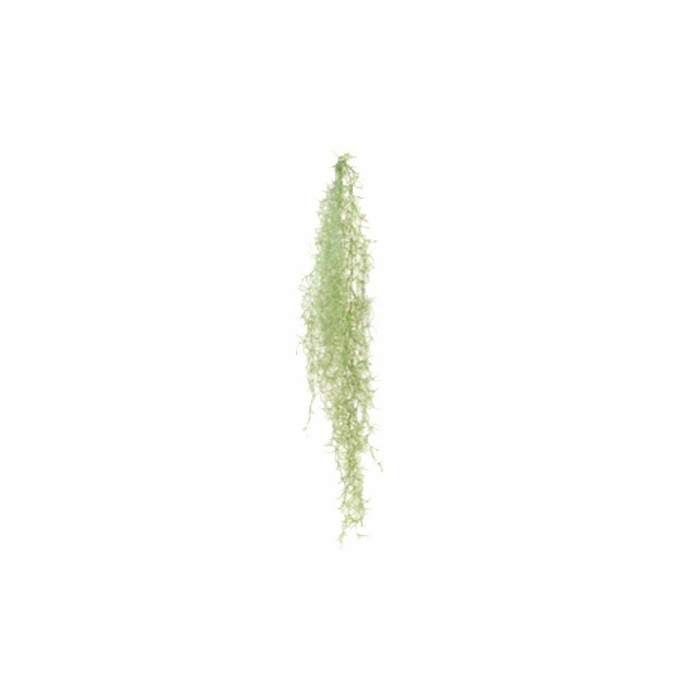 Spanish Moss Trailer