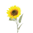 Sunflower, 71cm